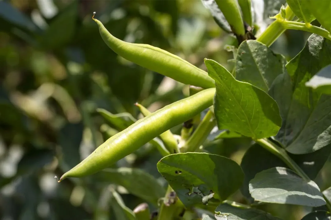 Broad Beans