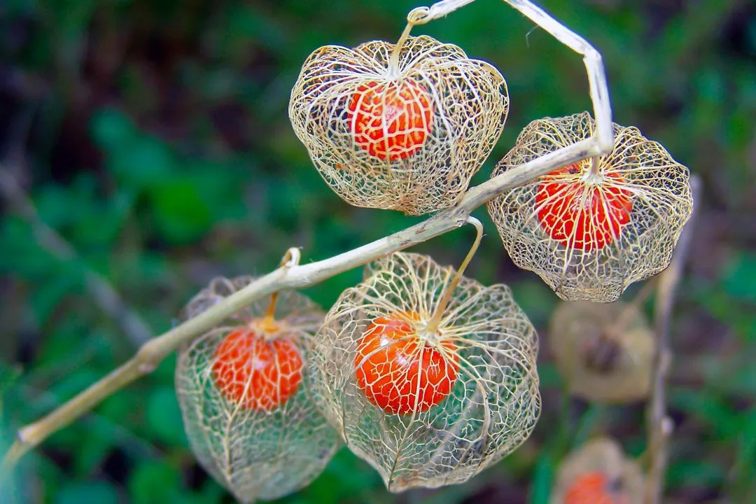 Chinese Lantern (Physalis alkekengi)