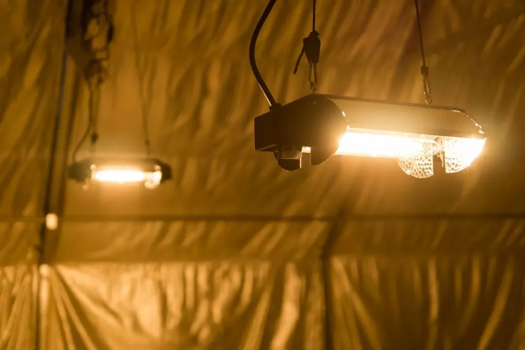 Choose the Right Grow Light for You
