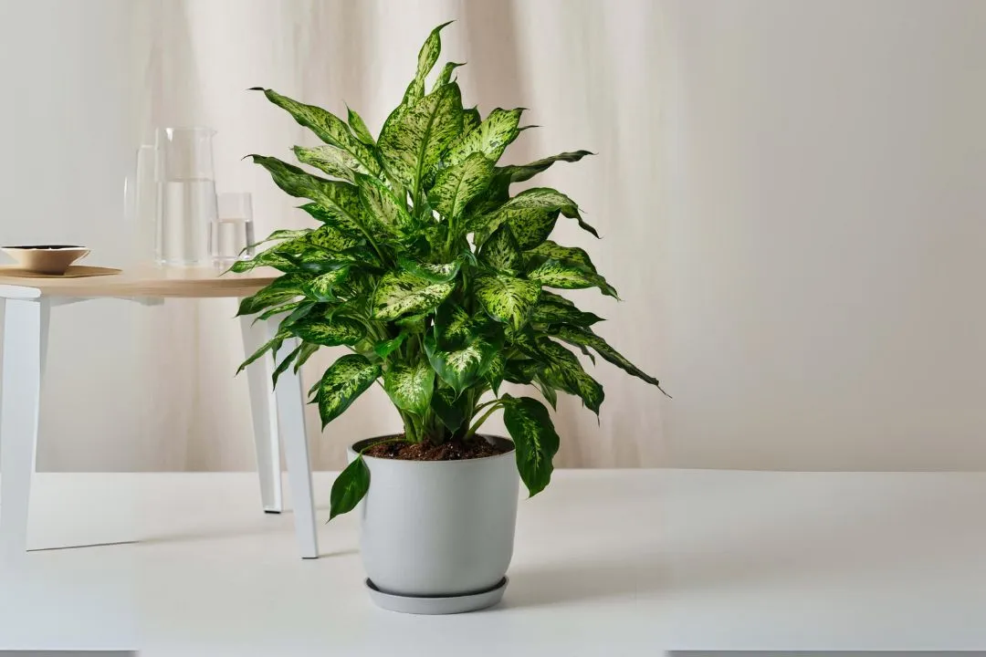 Dieffenbachia Plants in A Nutshell