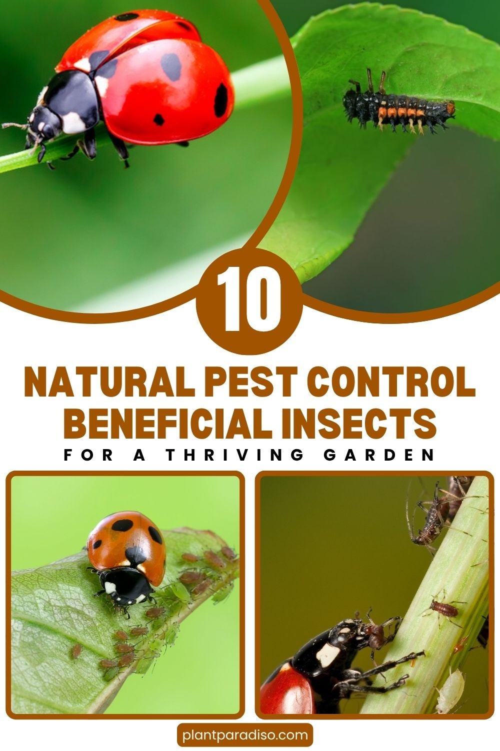 Beneficial Insects for Garden