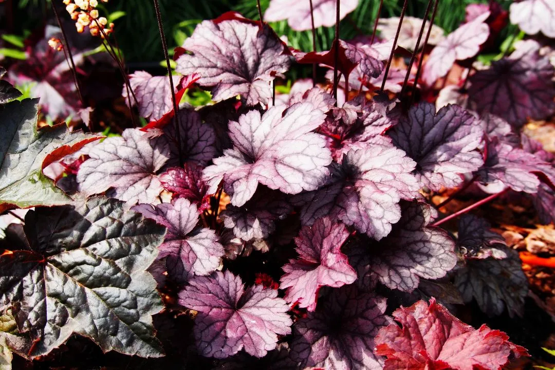 Heuchera (Coral Bells)