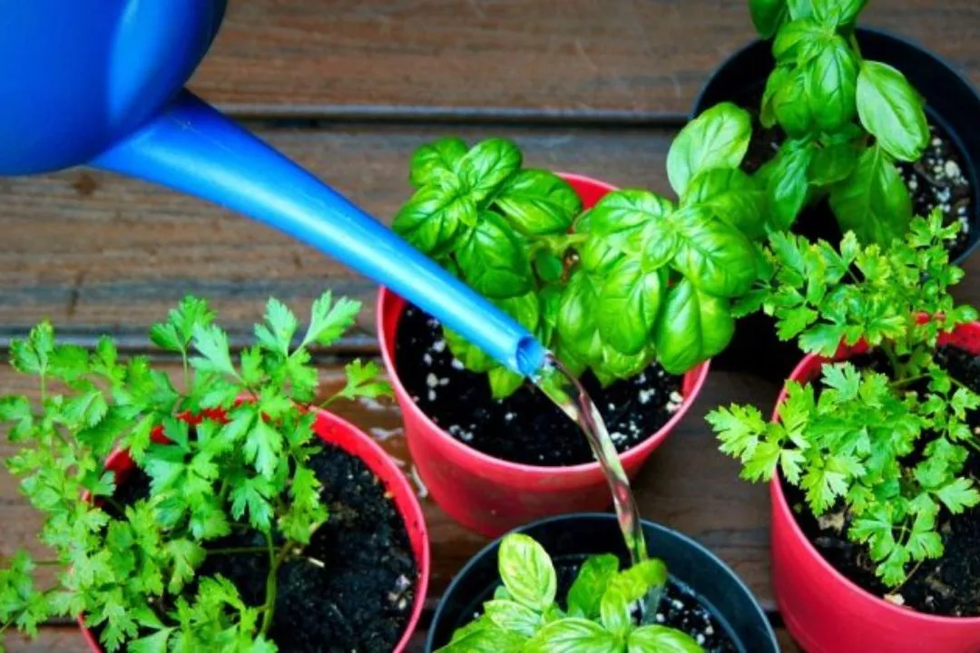 What’s the Best Soil for Herbs?