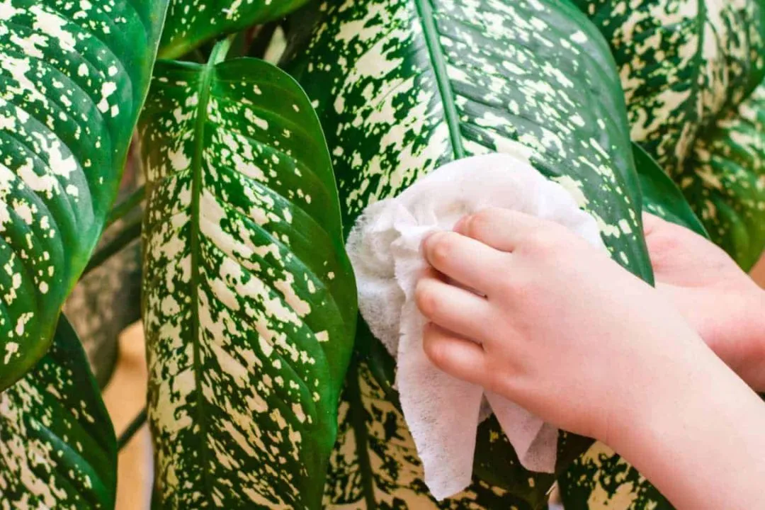 Care For Dieffenbachia Plants