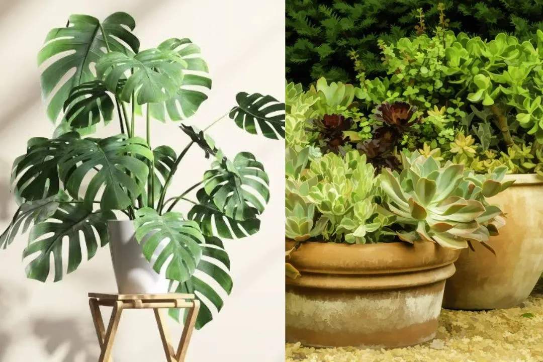 How Much Light Do Herbs Need?