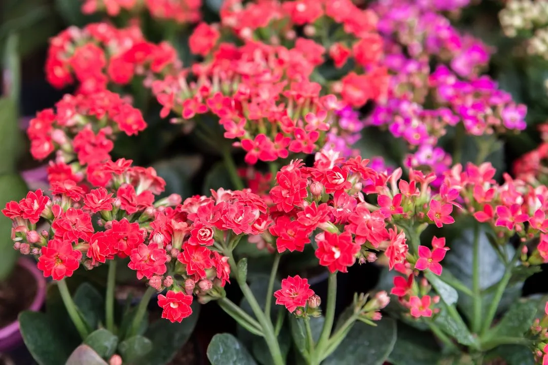 Kalanchoe (Kalanchoe blossfeldiana)