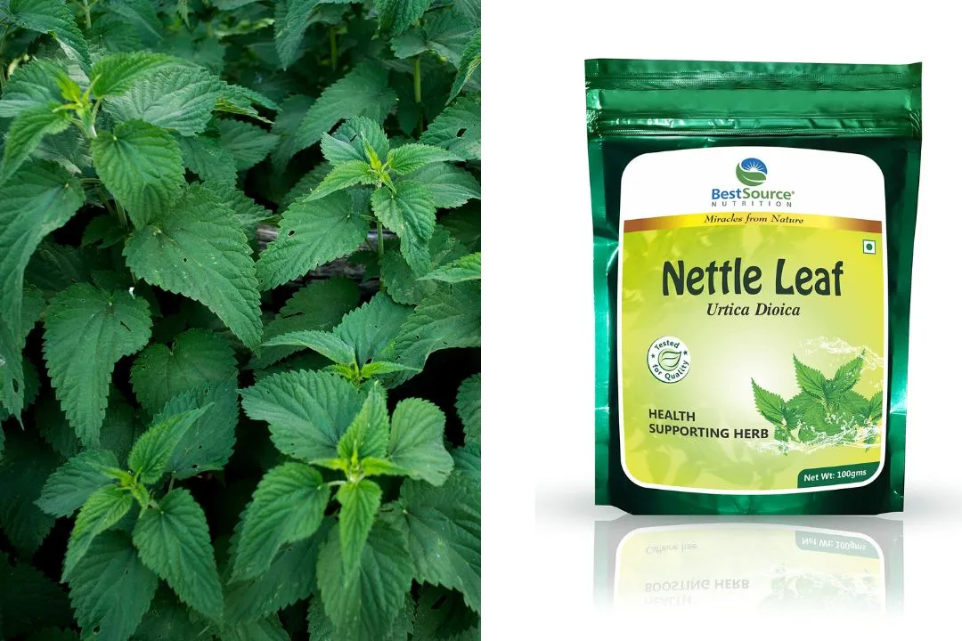 Nettle Leaf: Nourishing the Entire Body