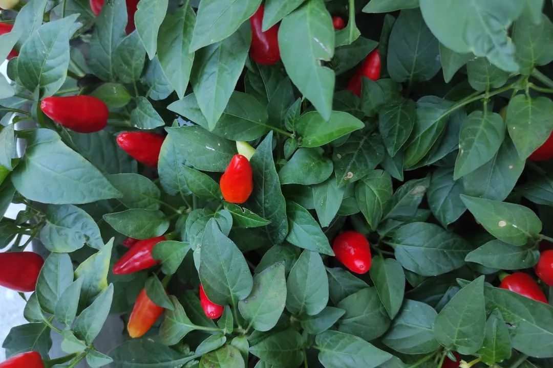 Ornamental Peppers (Capsicum annuum