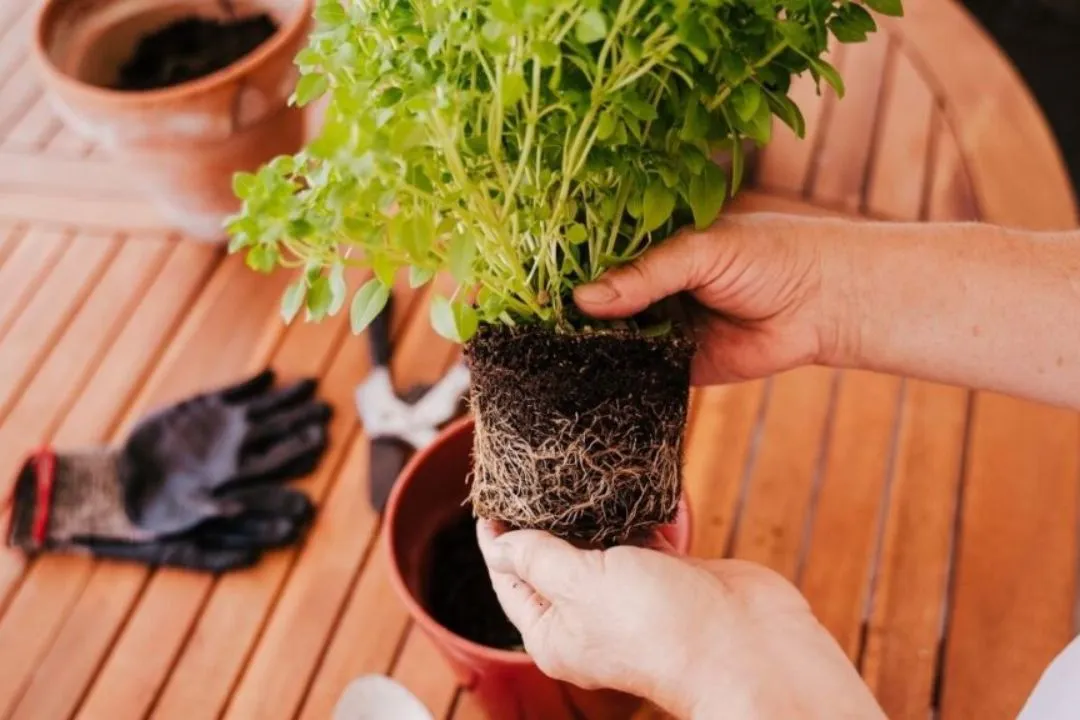 Repot