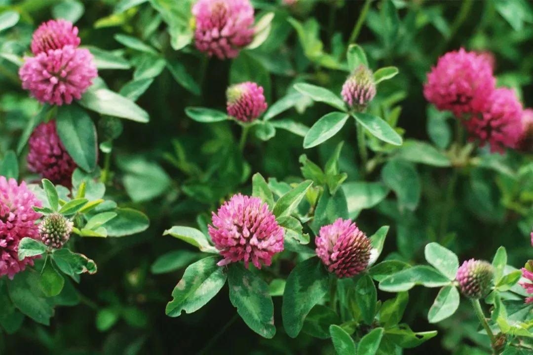 Red Clover: Nourishing the Uterus