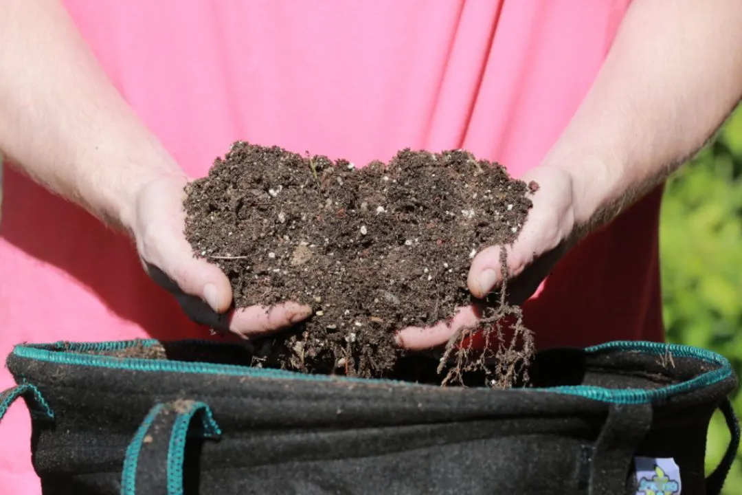 Reusing Potting Soil Seem Tempting