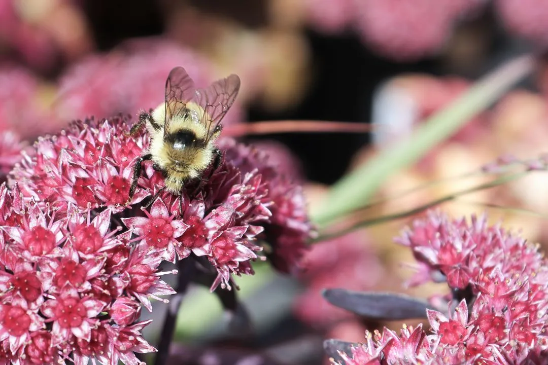 Sedum (Stonecrop)