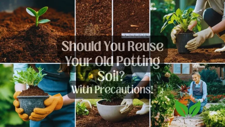 Should You Reuse Your Old Potting Soil? With Precautions!