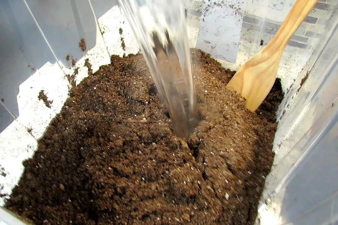 Sterilize potting soil