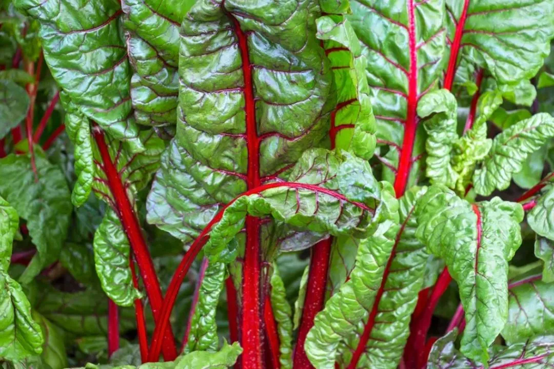 Swiss Chard