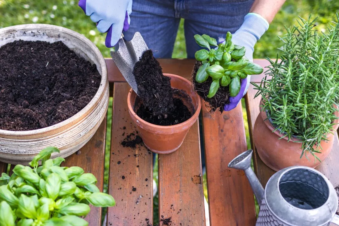 What’s the Best Soil for Herbs?