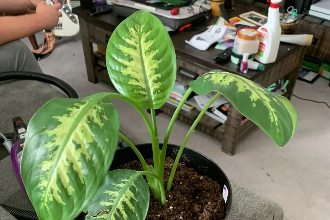 Prune Dieffenbachia