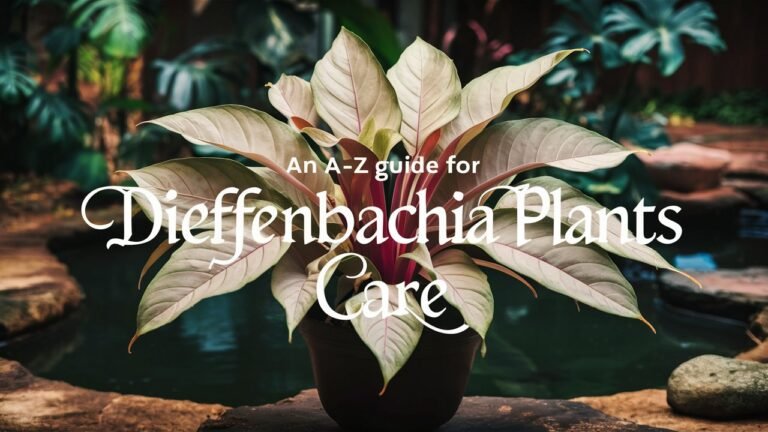 An A-Z Guide for Dieffenbachia Plants Care