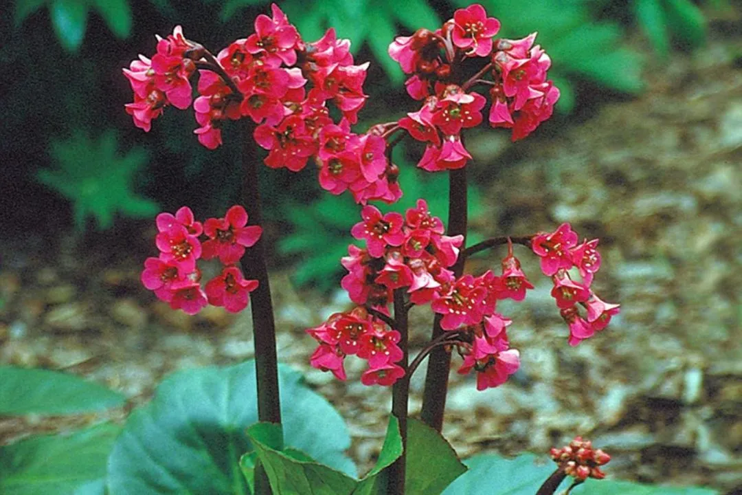 Bergenia