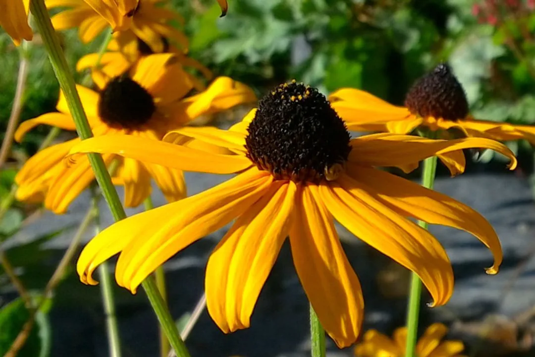Black-eyed Susan (Rudbeckia)