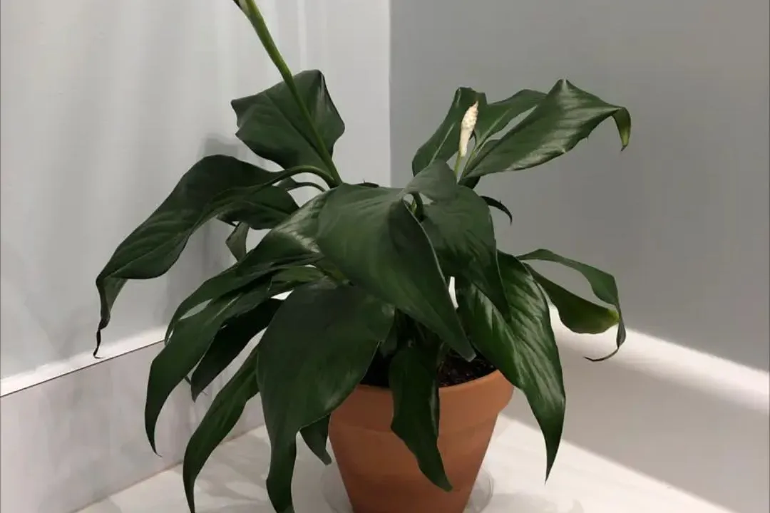 Common Pest and Disease Problems in Peace Lily