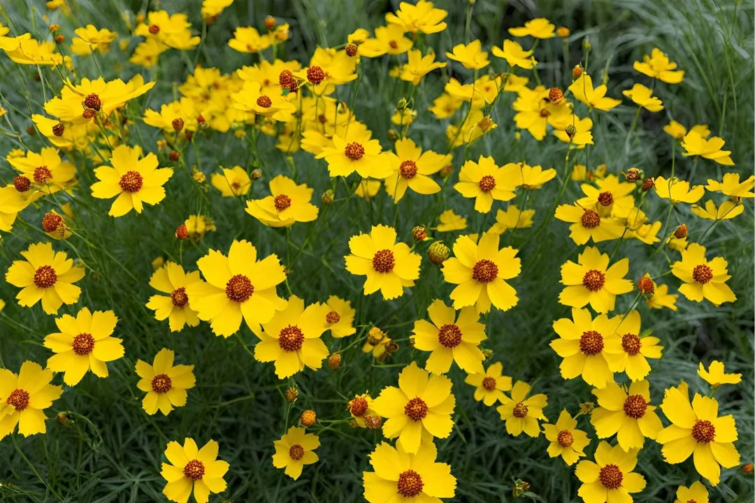 Coreopsis