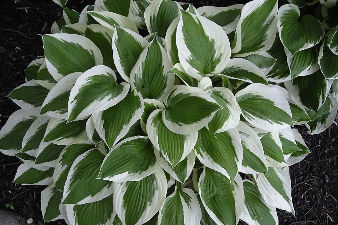 Hostas
