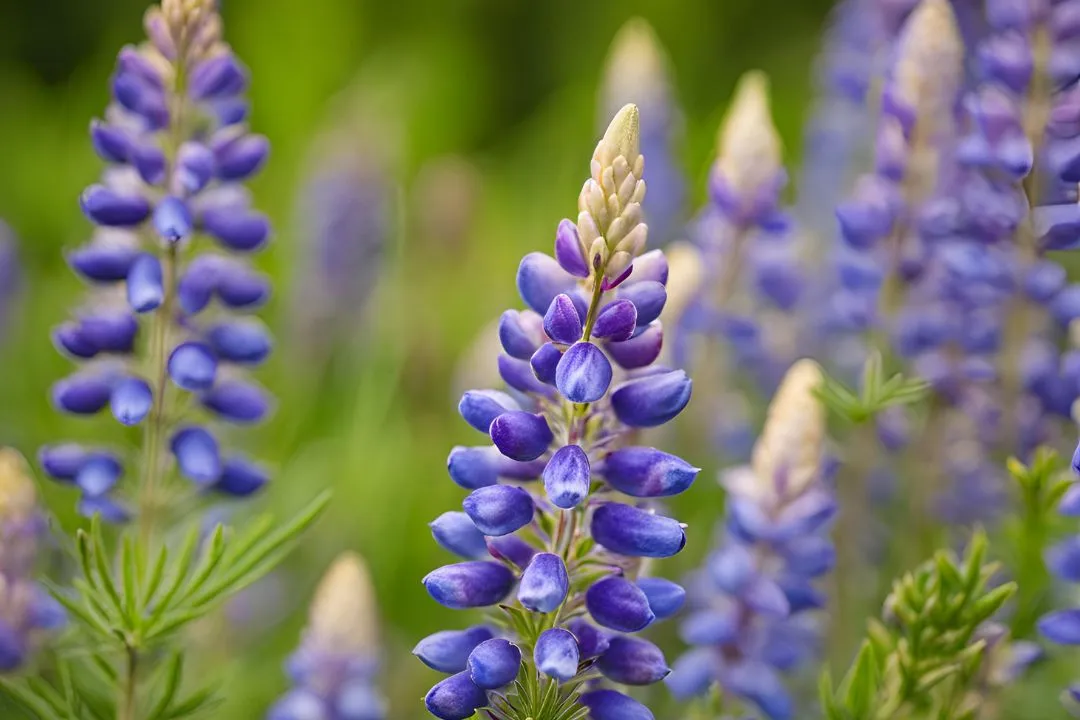 Lupine