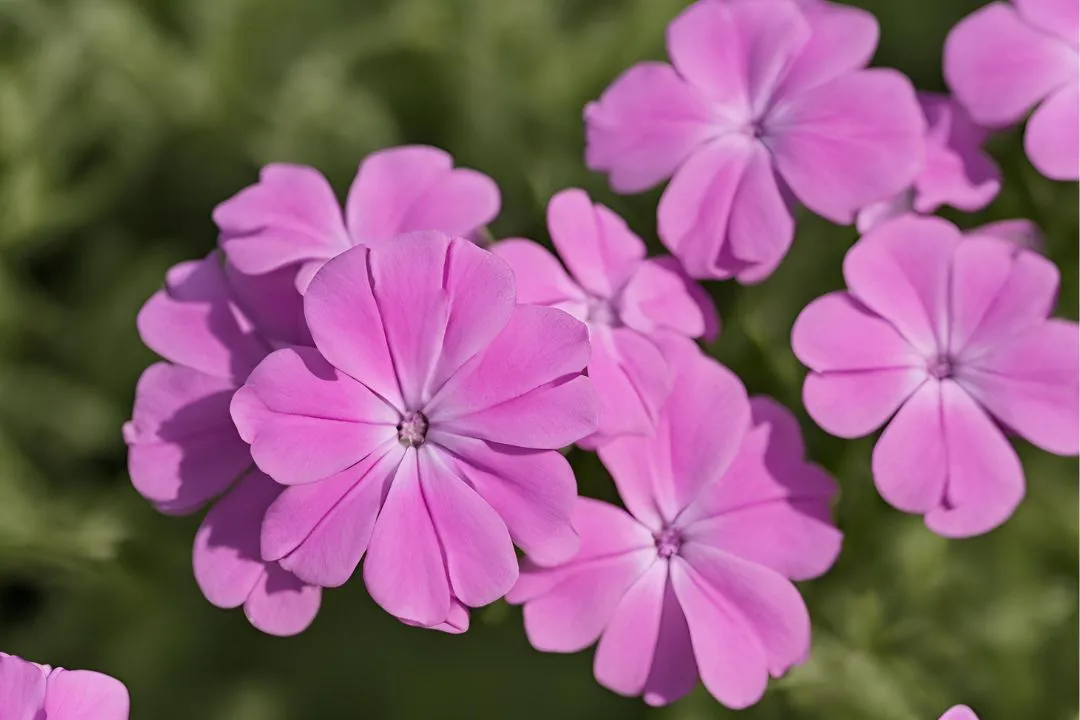 Phlox