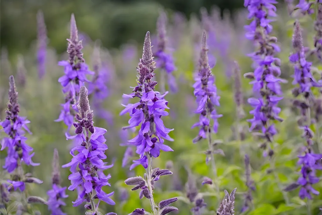 Salvia