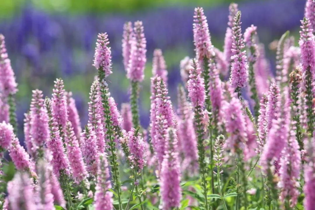 Veronica (Speedwell)