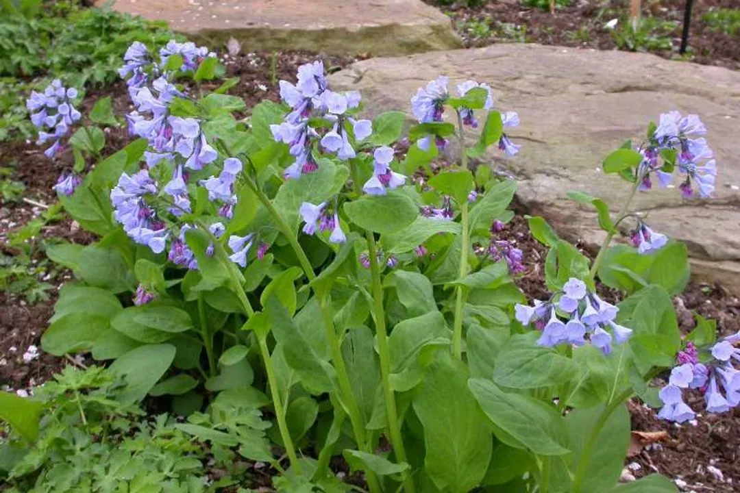 Virginia Bluebells