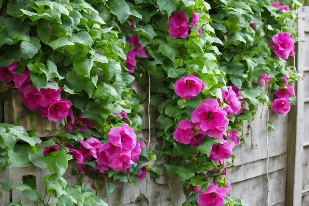 Grow Climbing Plants