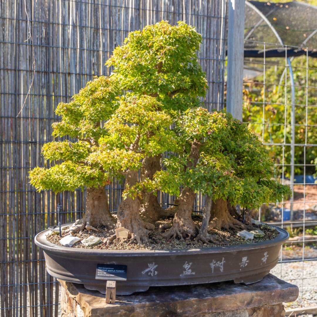 Peaceful Zen Garden Bonsai Trees