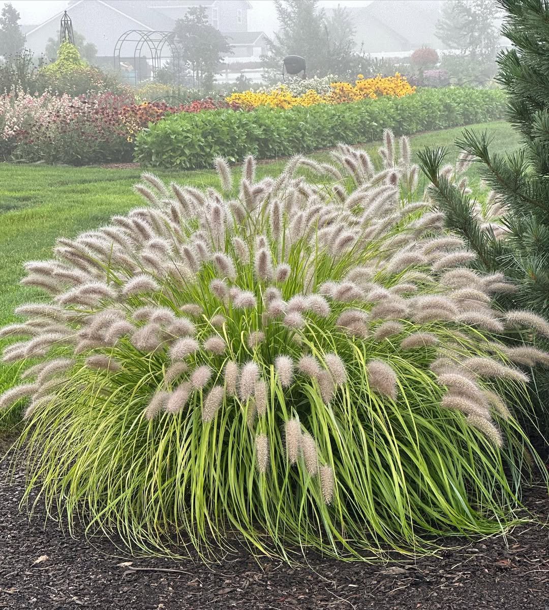 Peaceful Zen Garden Ornamental Grasses 