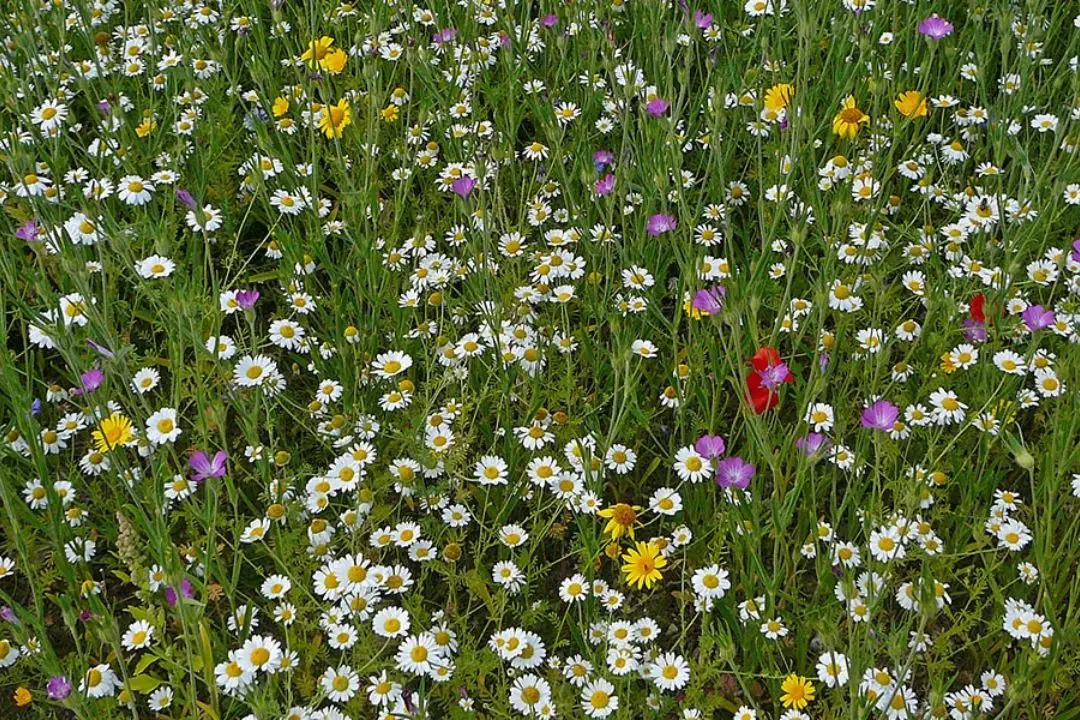 Wildflower Patch