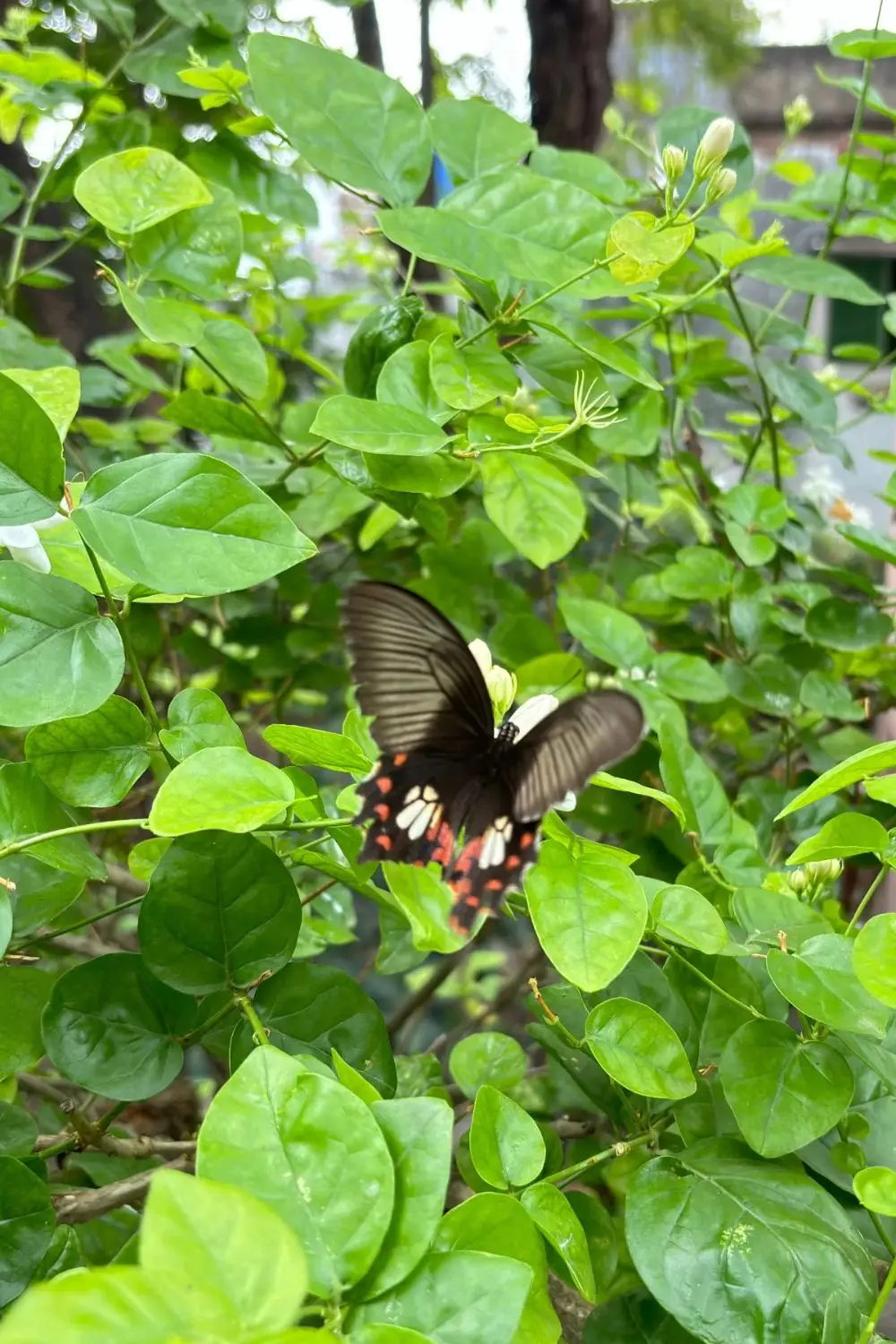 Corner Butterfly Garden