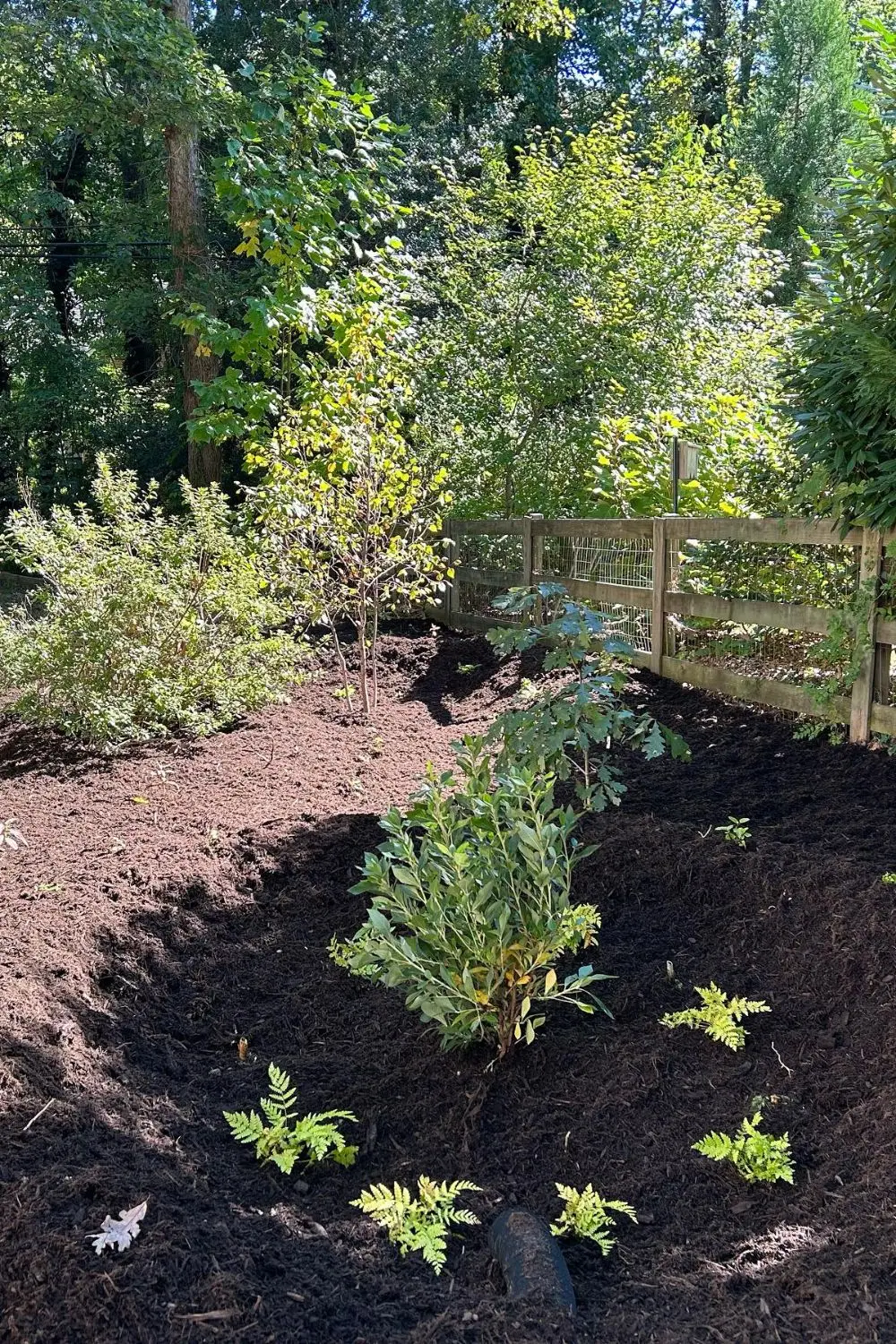 Corner Rain Garden