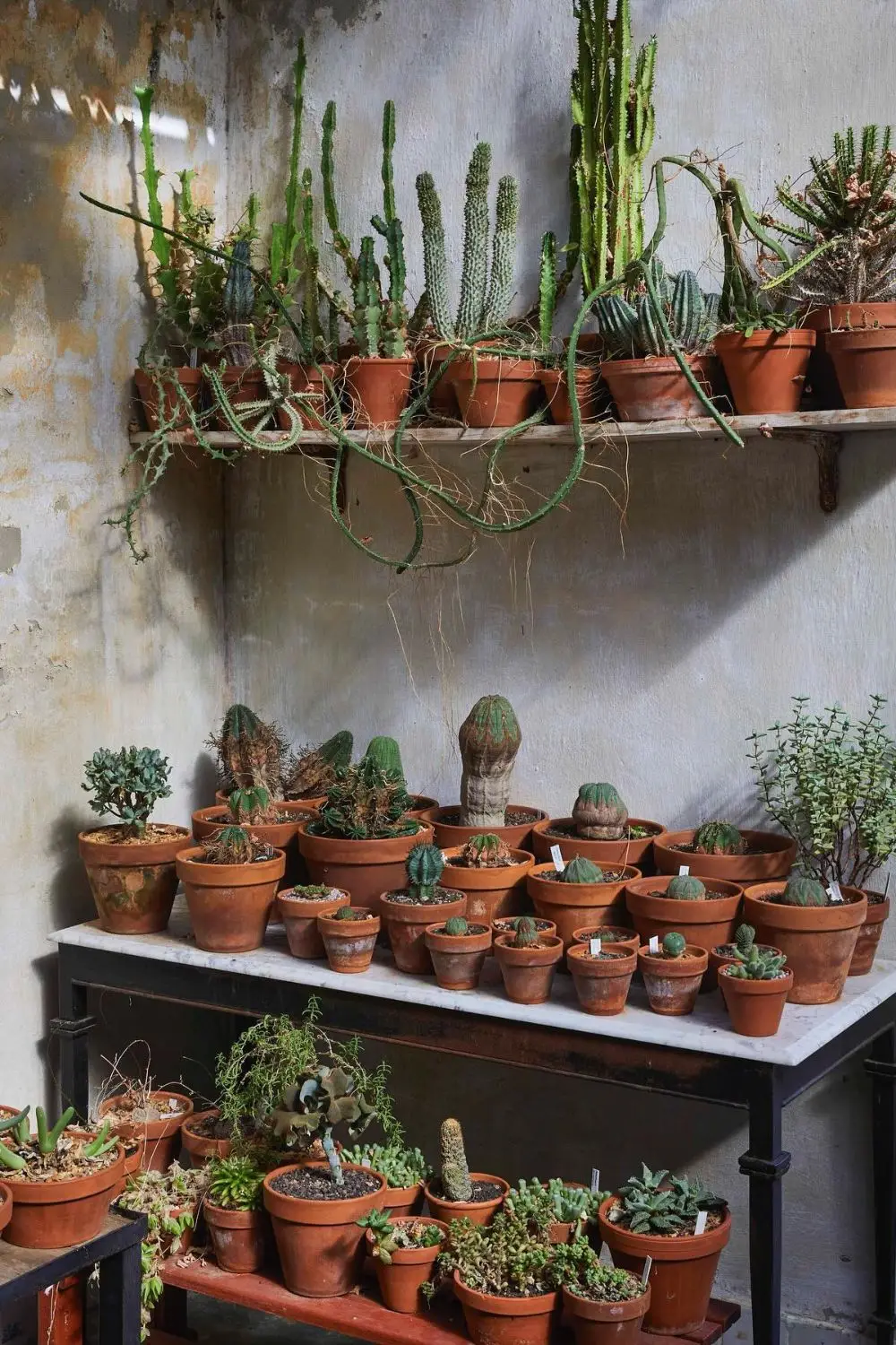 Corner Succulent Display