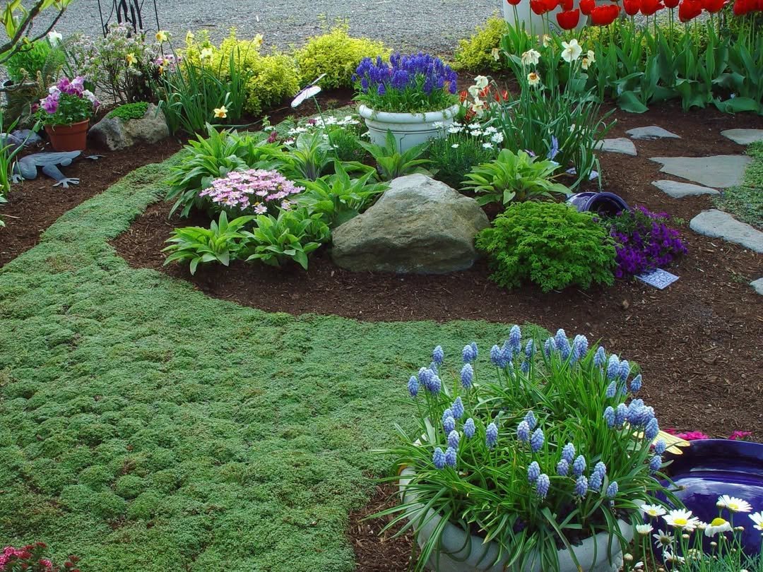 No Grass Backyard Ground Cover Plants