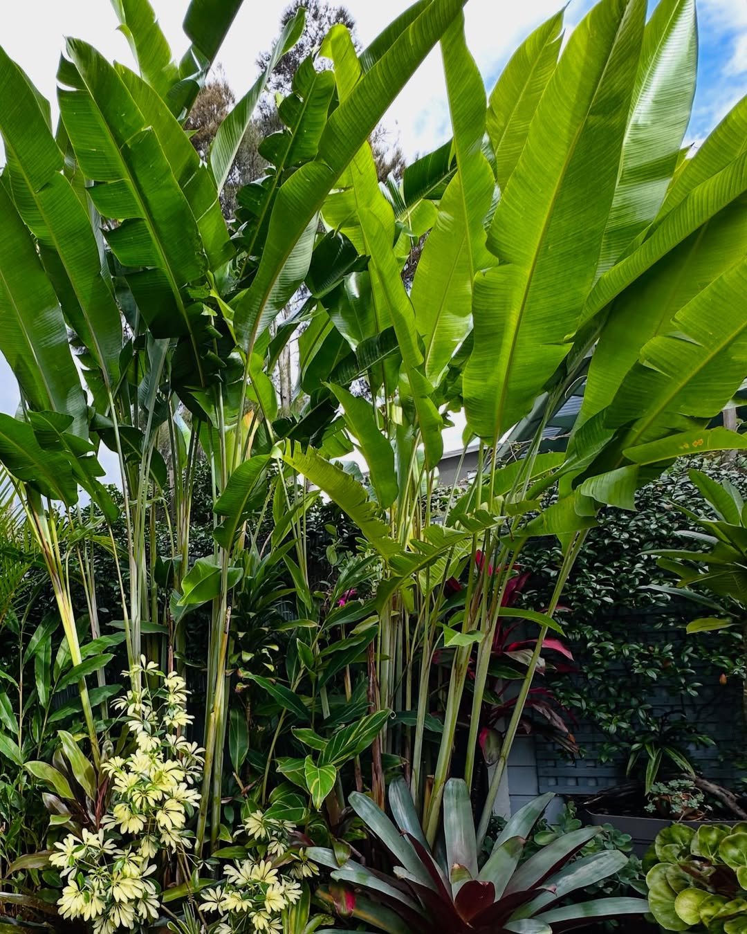 Large Leaf Plants for a Bold Look Small Tropical Garden