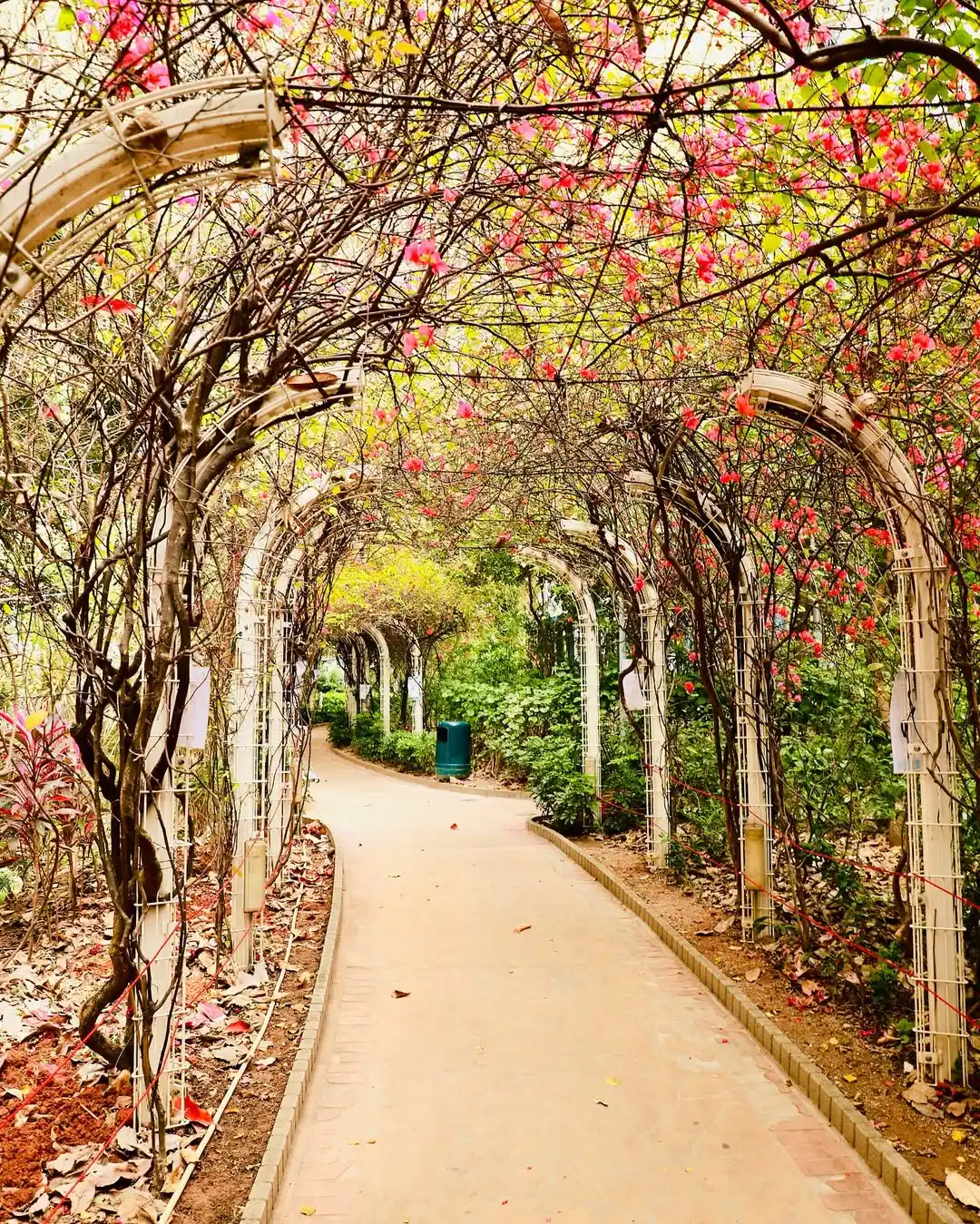 Secret Garden Flower Tunnel