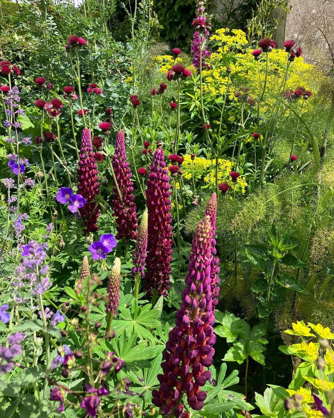 Secret Garden Plant Layers of mix plan