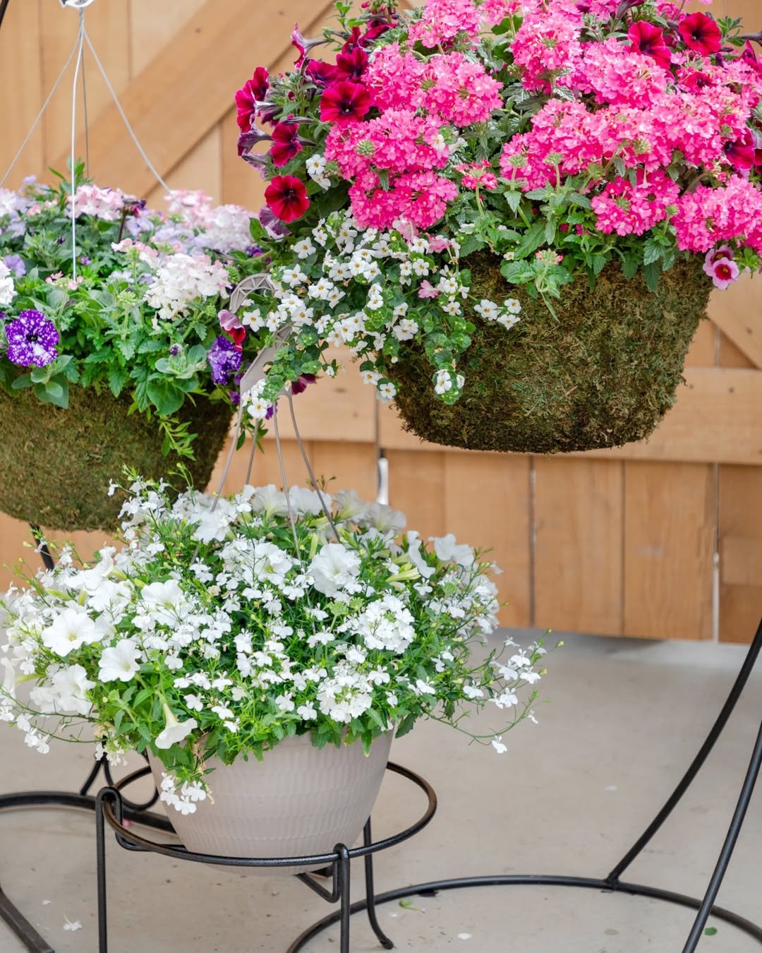 Small Tropical Garden Hanging Baskets