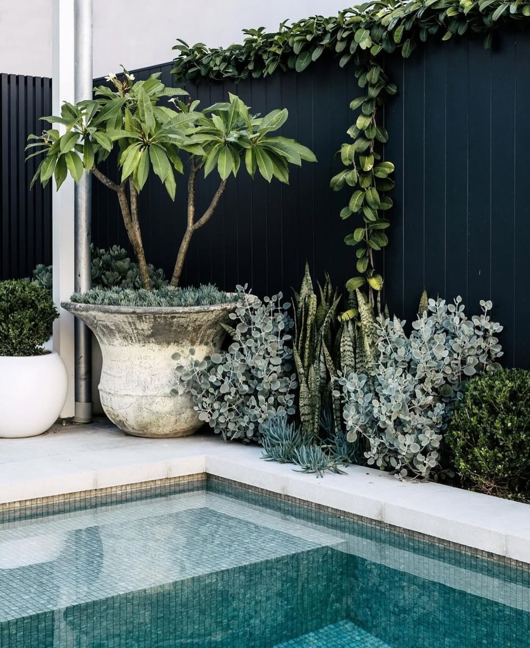 Small Tropical Garden Succulents with a Tropical Twist