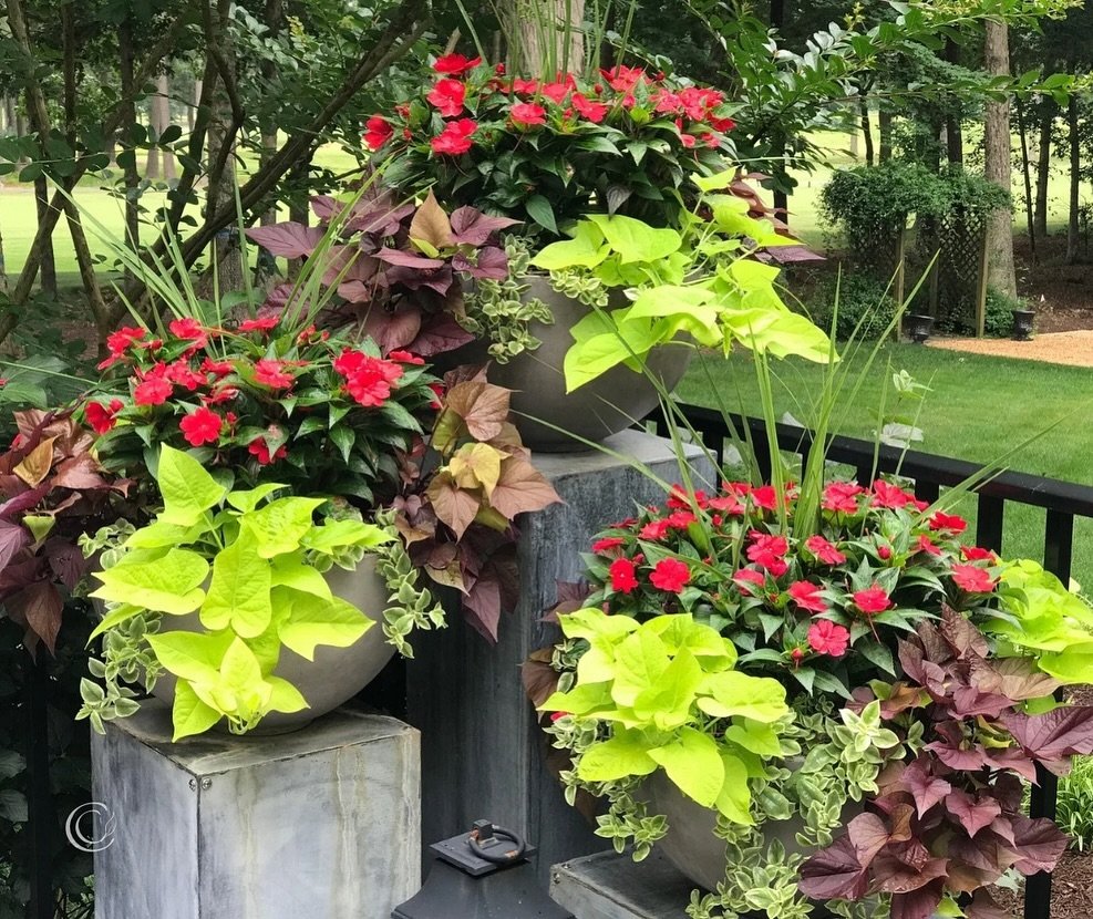 Small Tropical Garden Tropical Containers