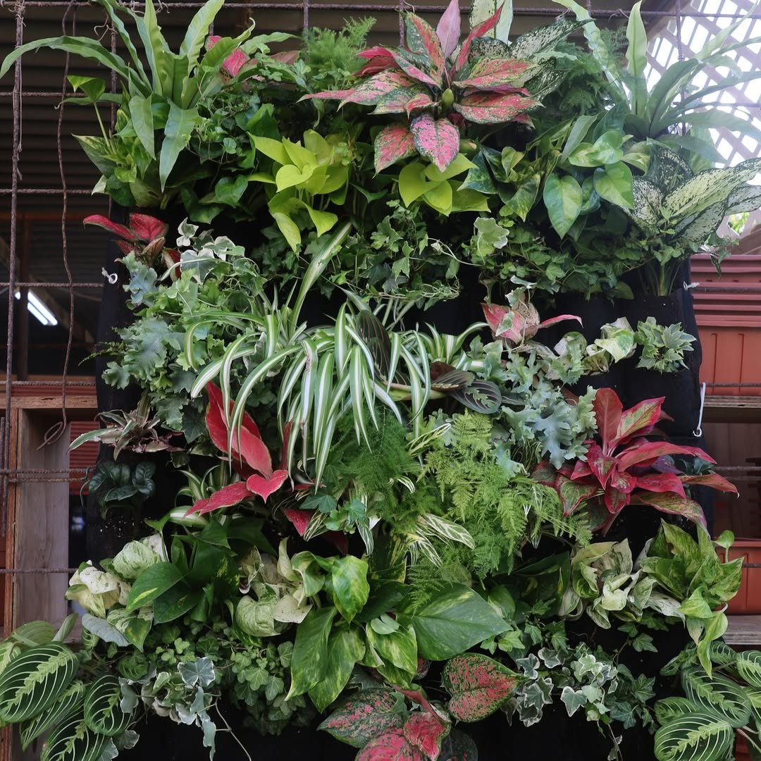 Small Tropical Garden Tropical Herbs