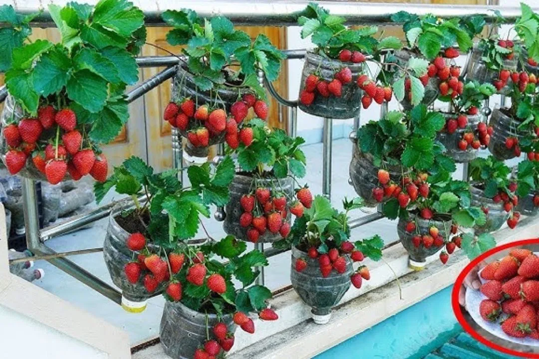 Strawberry Tower Garden