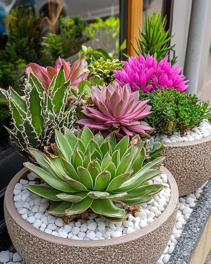 Succulent Wonderland for Patio Garden