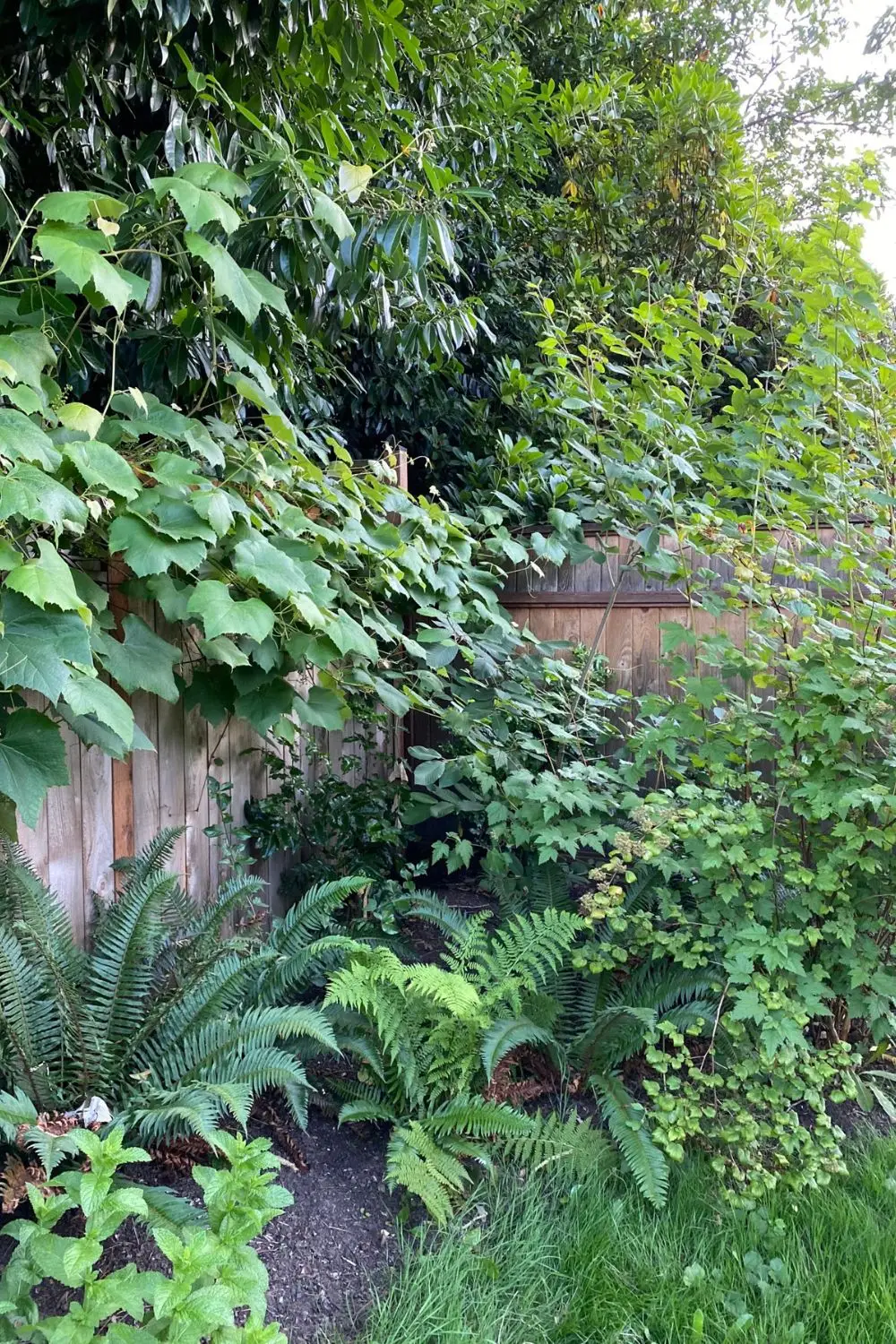 Corner Wildlife Habitat